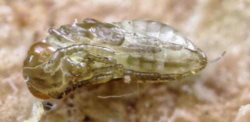 Réf. 269 813 : Pteromalus sp.